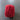100% New Zealand Wool Macrame & Weaving Yarn - Red Rose - 4oz Cake