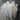 Set of 100 3ml plastic pipettes