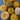 Bundle of Golds & More - 100% New Zealand Wool Yarn