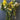 Large Bundle of Floral Stems - Lot C