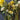 Large Bundle of Floral Stems - Lot C