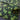 Four Leaf Clover - Cotton Remnant - 2pcs, Totaling 2yds, 42in Width