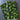 Four Leaf Clover - Cotton Remnant - 2pcs, Totaling 2yds, 42in Width