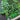 MBT St Patty's Cotton Remnant - 1yd, 44in Width